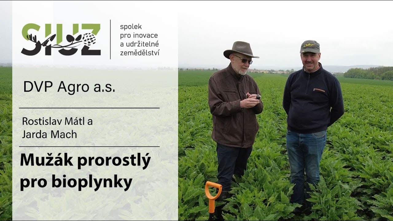Bude Mužák prorostlý nová plodina pro bioplynky? | SIUZ | DVP Agro | Rostislav Mátl a Jarda Mach