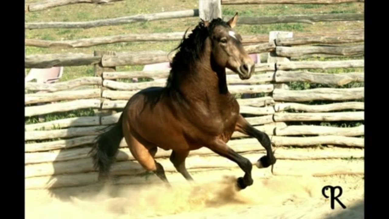Kenzie Dysli with Ulysses 2012