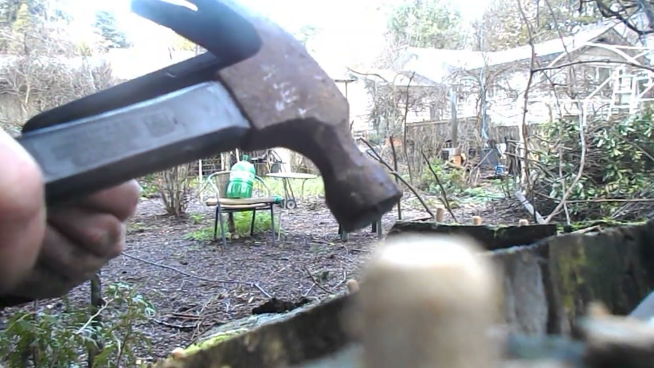 Lions Mane plugs #lionsmane #pathwaysoilbank