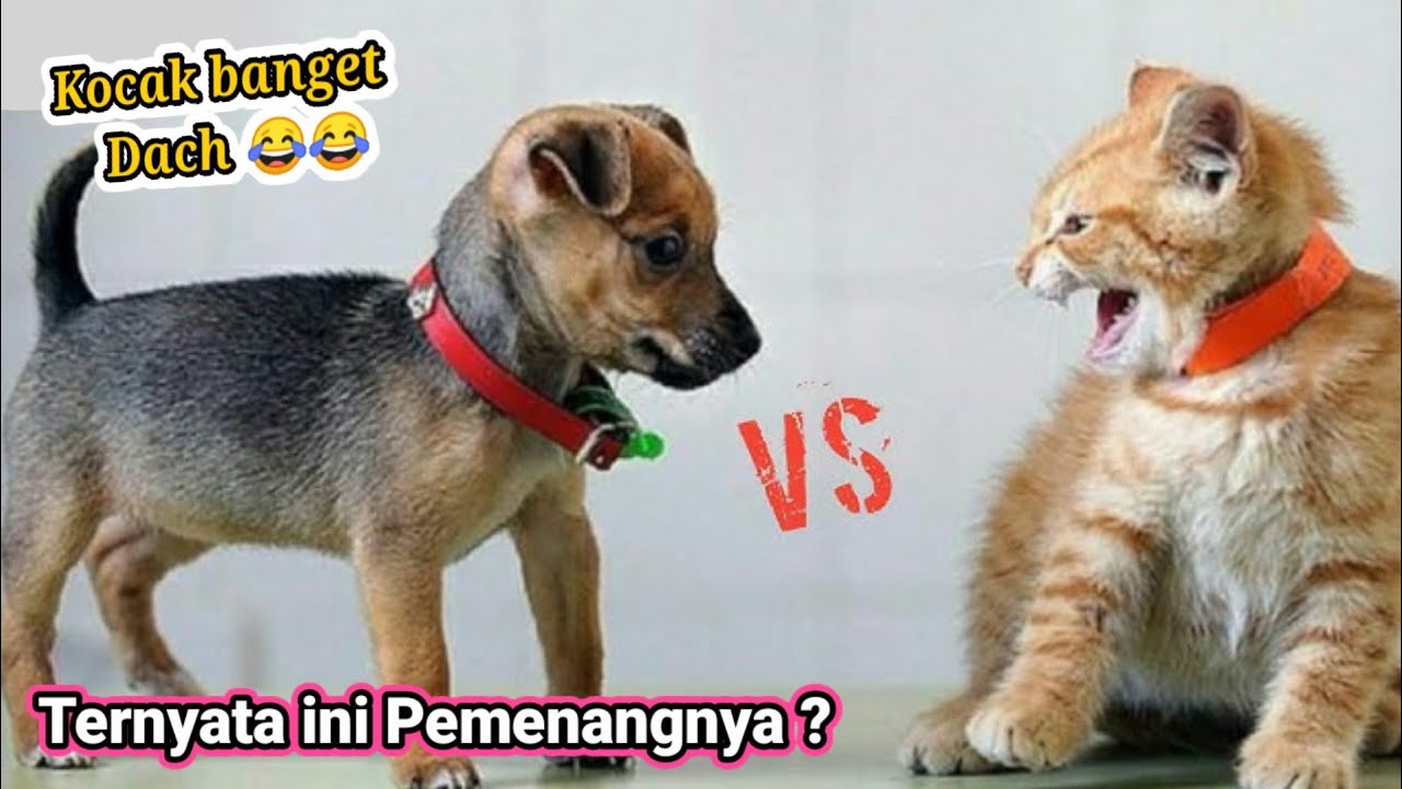 GAK TAKUT! Cat Blocks Dog Like a Ninja