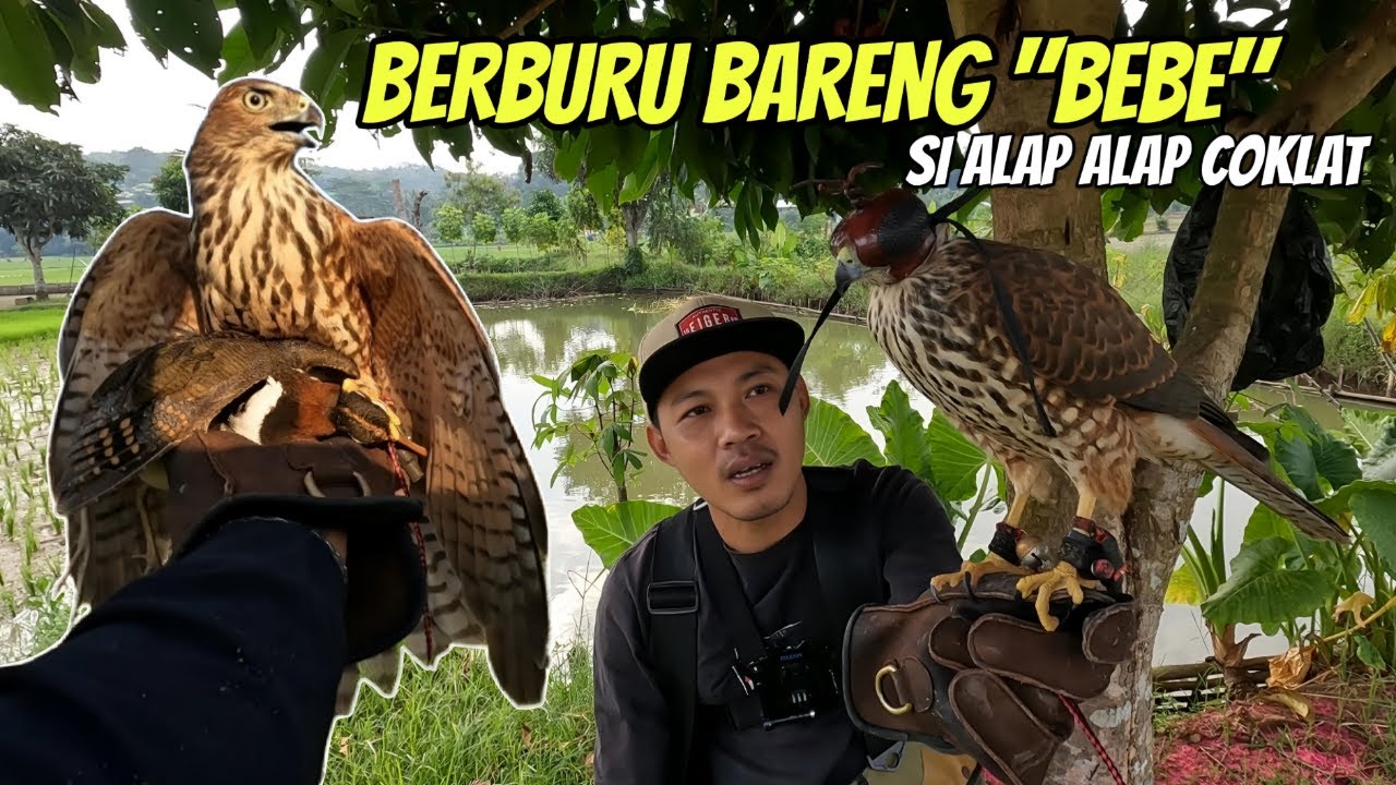 Berburu Burung Sawah Menggunakan Alap Alap Coklat 