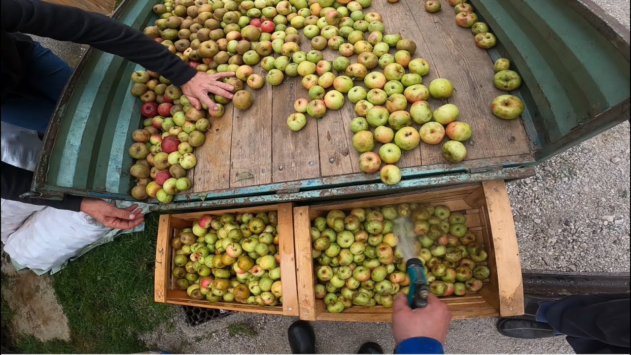 Pre&scaron;anje jabolk / Making Apple Juice