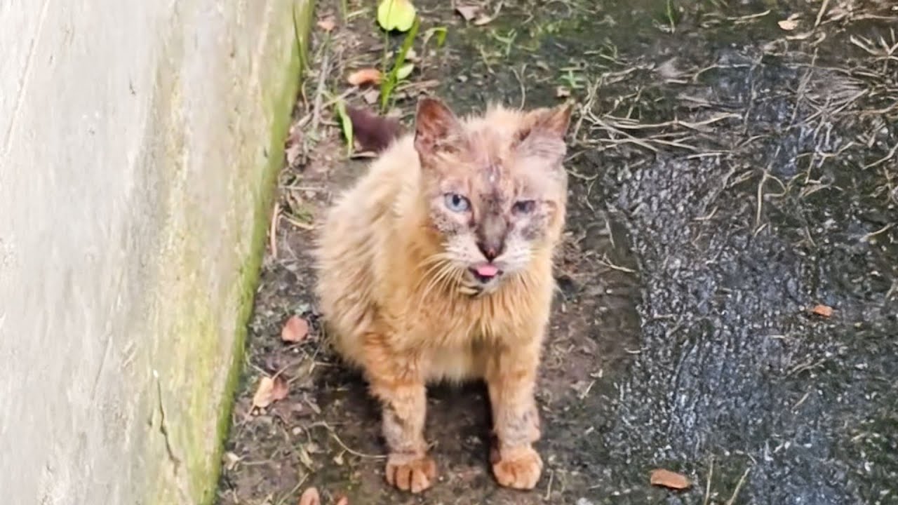 涙があふれてきました！老猫は死に場所を探していましたが、そこに幸運が訪れました。