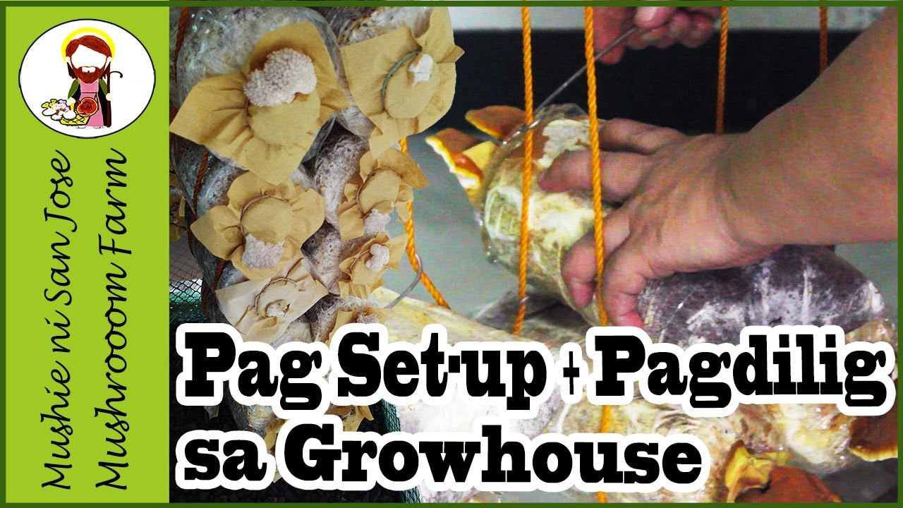 Paano Magset-up at Magdilig ng Fruit Bags sa Growing house | Space-saving+Budget-friendly Setup Tips