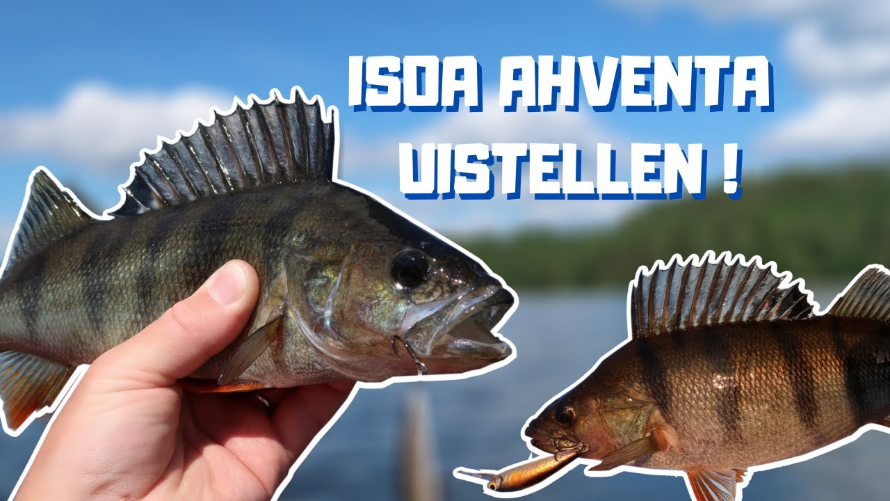 AHVENEN VETOUISTELUA | ISOJA AHVENIA KARIKOIDEN YMPÄRILTÄ