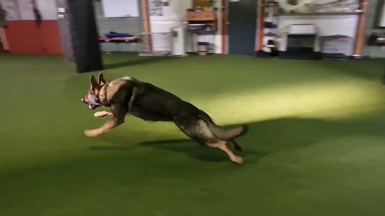 Yoda - obedience