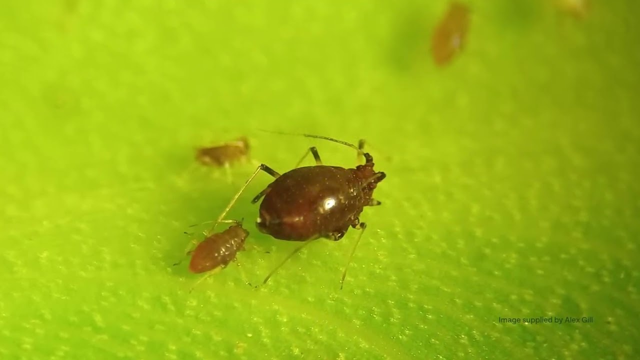 Banana aphid - a Bunchy Top vector