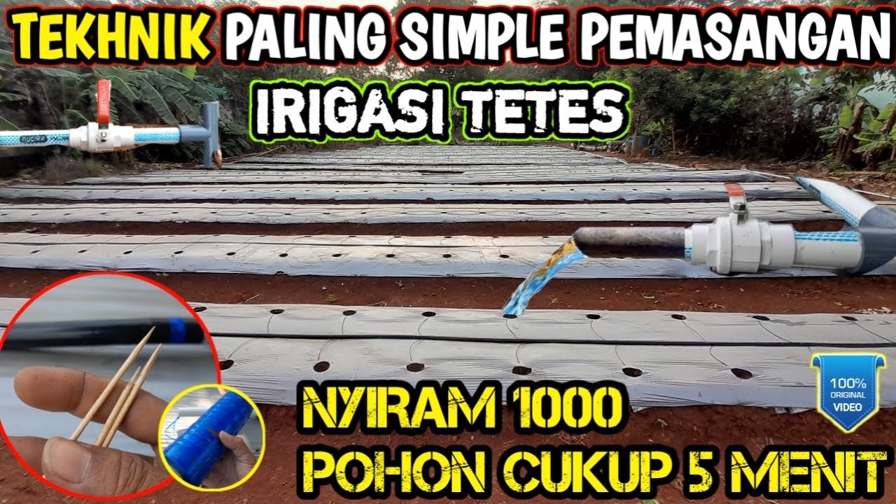 🔴 cara pemasangan irigasi tetes pertanian paling irit murah & mudah #infopertaniancabe