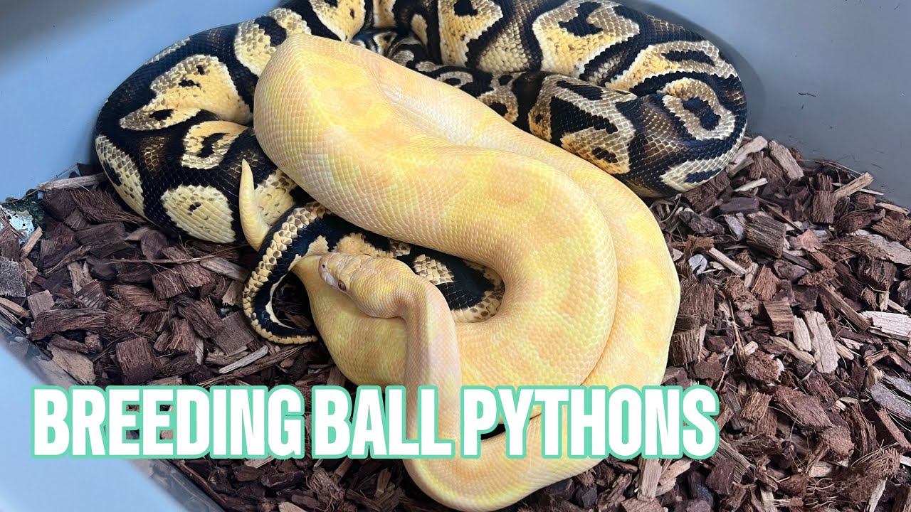 OUR BALL PYTHONS ARE BREEDING