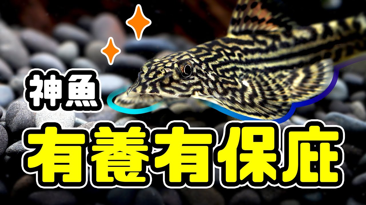 媽祖級護缸神魚！有養這些魚，魚缸自動變乾淨！