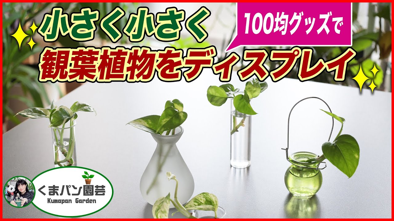 【100均】グッズで小さく小さく観葉植物をディスプレイ【くまパン園芸】