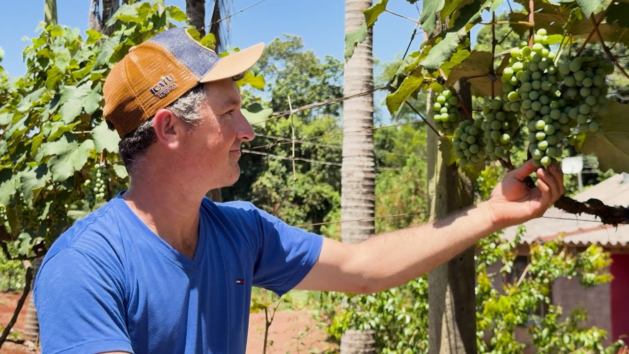 Uvas: em Capitão (PR), família garante venda em festas de fim de ano e na merenda escolar