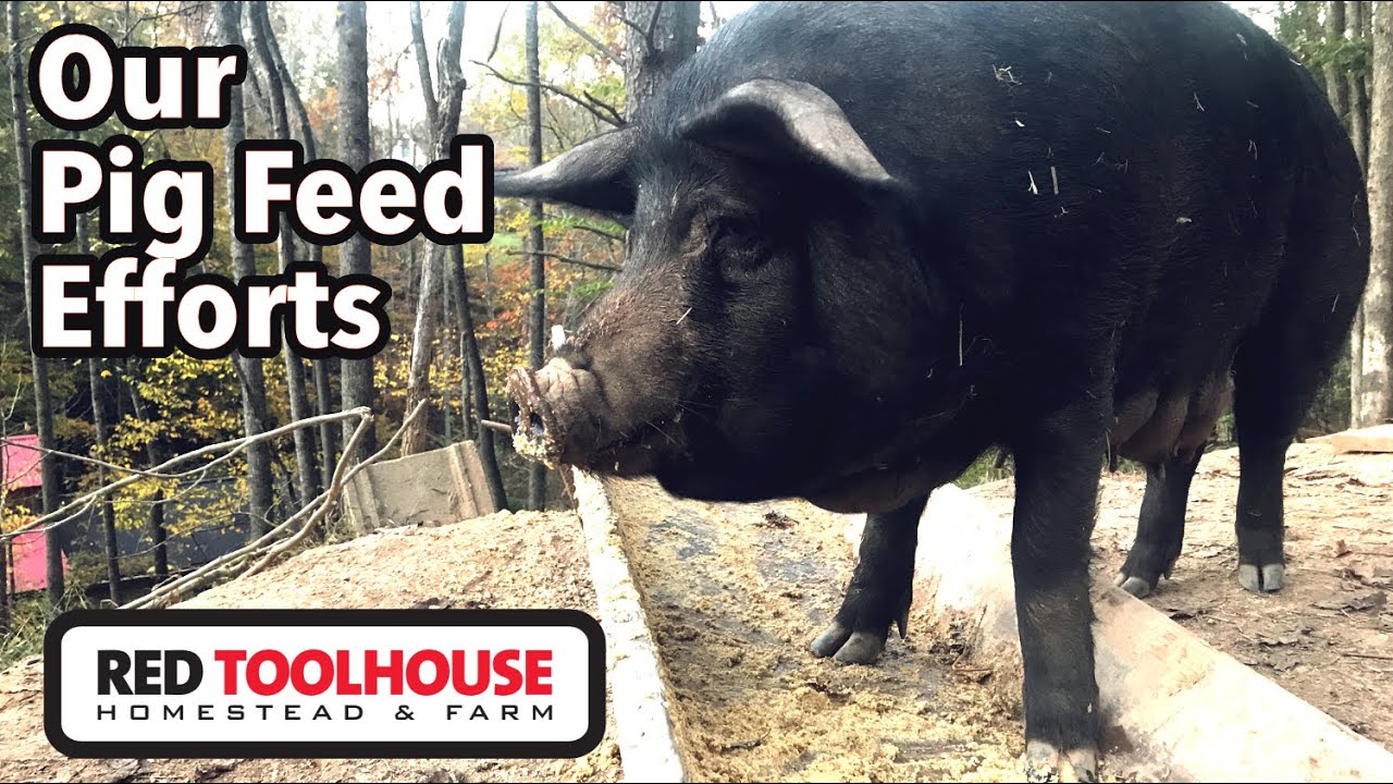 THREE Things we Feed Our Pigs for BEST WEIGHT GAIN