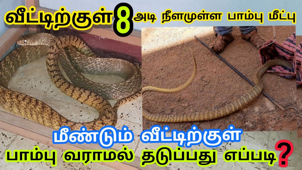 வீட்டிற்குள் 8அடி நீளமுள்ள பாம்பு மீட்பு மீண்டும் வீட்டிற்குள்|பாம்புவராமல்| தடுப்பது எப்படி?