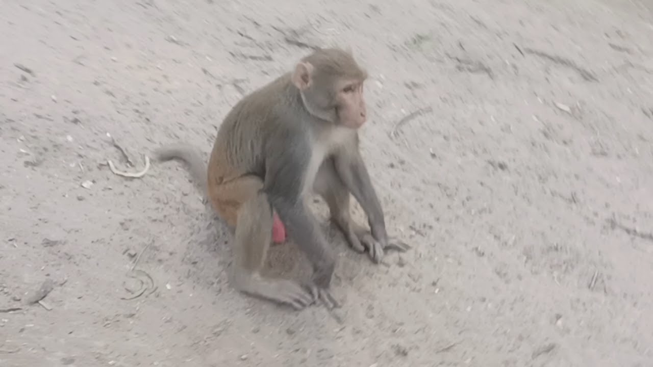 🐒 Monkey Forest 🐒 &bull; दिल्ली का मंकी फॉरेस्ट &bull; South Central Ridge FOREST