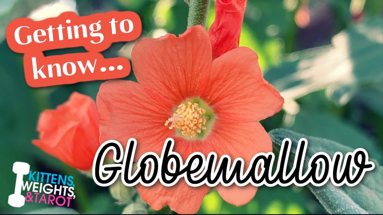Globemallow | Sphaeralcea Ambigua | Herb