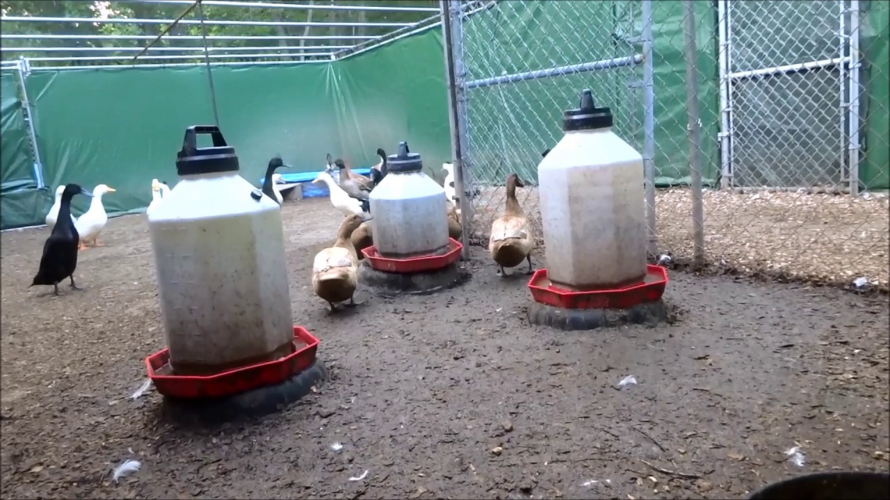 my morning routine feeding chickens & ducks