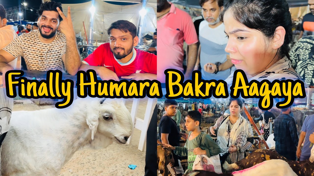 Finally Humara Bakra Aagaya❤️| Misba ko Bakre Marne Lage😆| Bakra eid ki Tayari Shuru