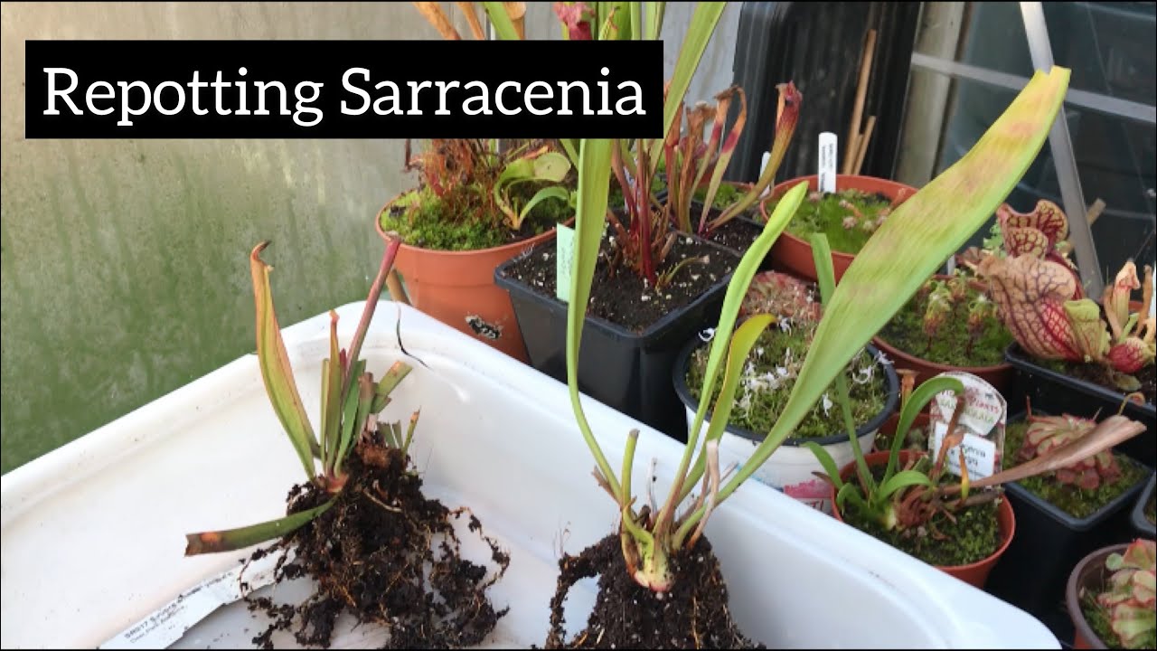 Repotting Sarracenia | Redesigning My Bog Barrels