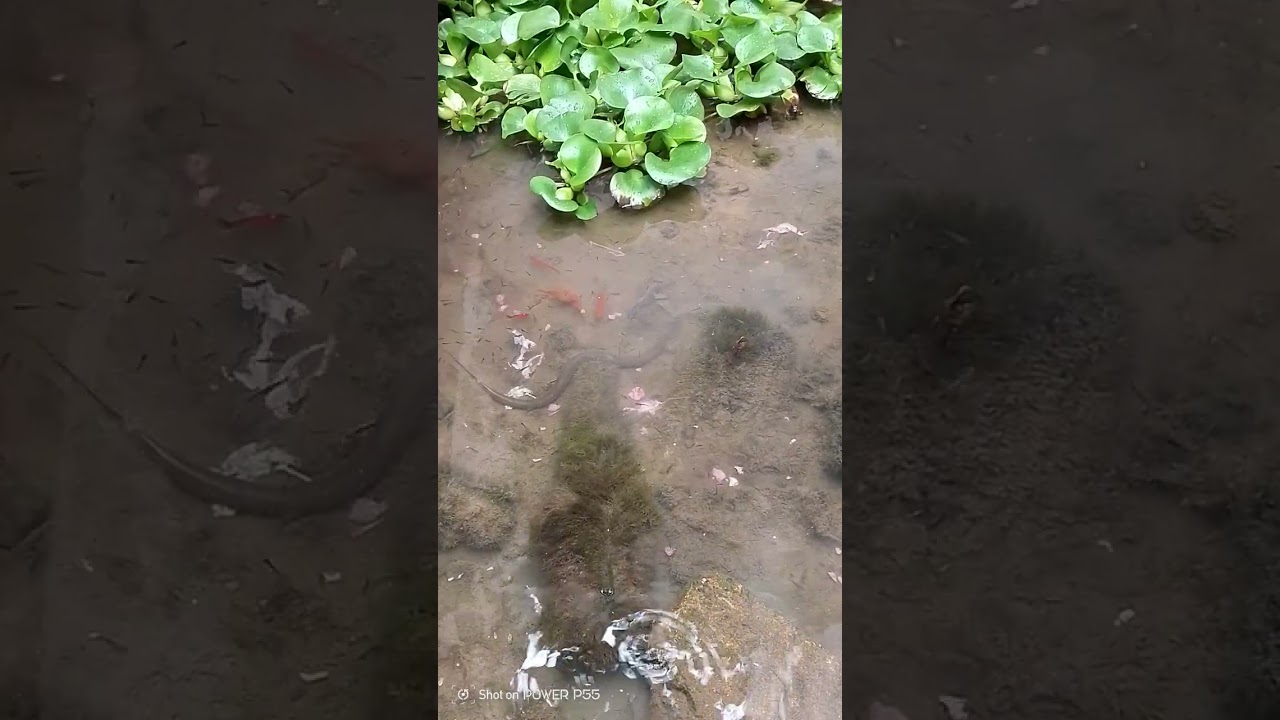 Memancing Belut Agar keluar lubang
