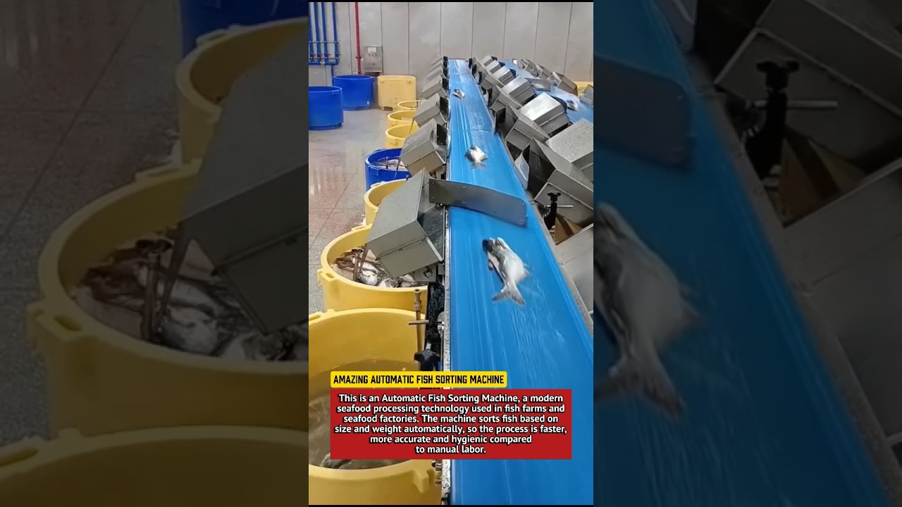 Amazing Automatic Fish Sorting Machine | Smart Seafood Processing Technology 2025.
