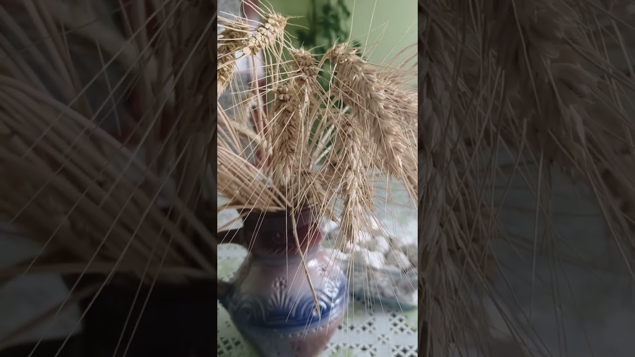 @пЭрсЫк канал. Сестры близняшки - картавая тыква и черноротая жаба.