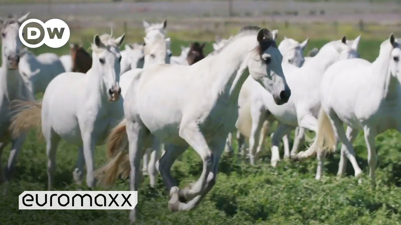 Andalusian Horses: These Carthusian Horses are Europe's oldest breeds | Pura Raza Española