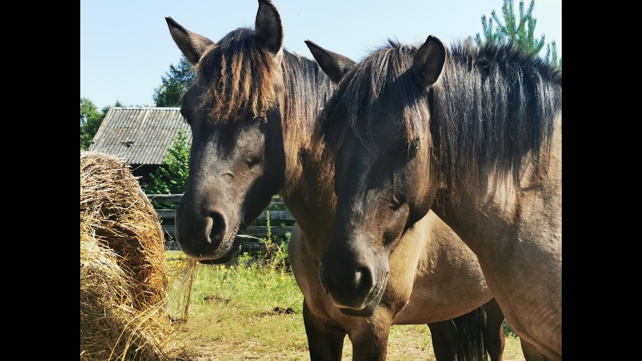 Być dzielnym jak Konik Polski- ważne egzaminy w kalitnickim tabunie