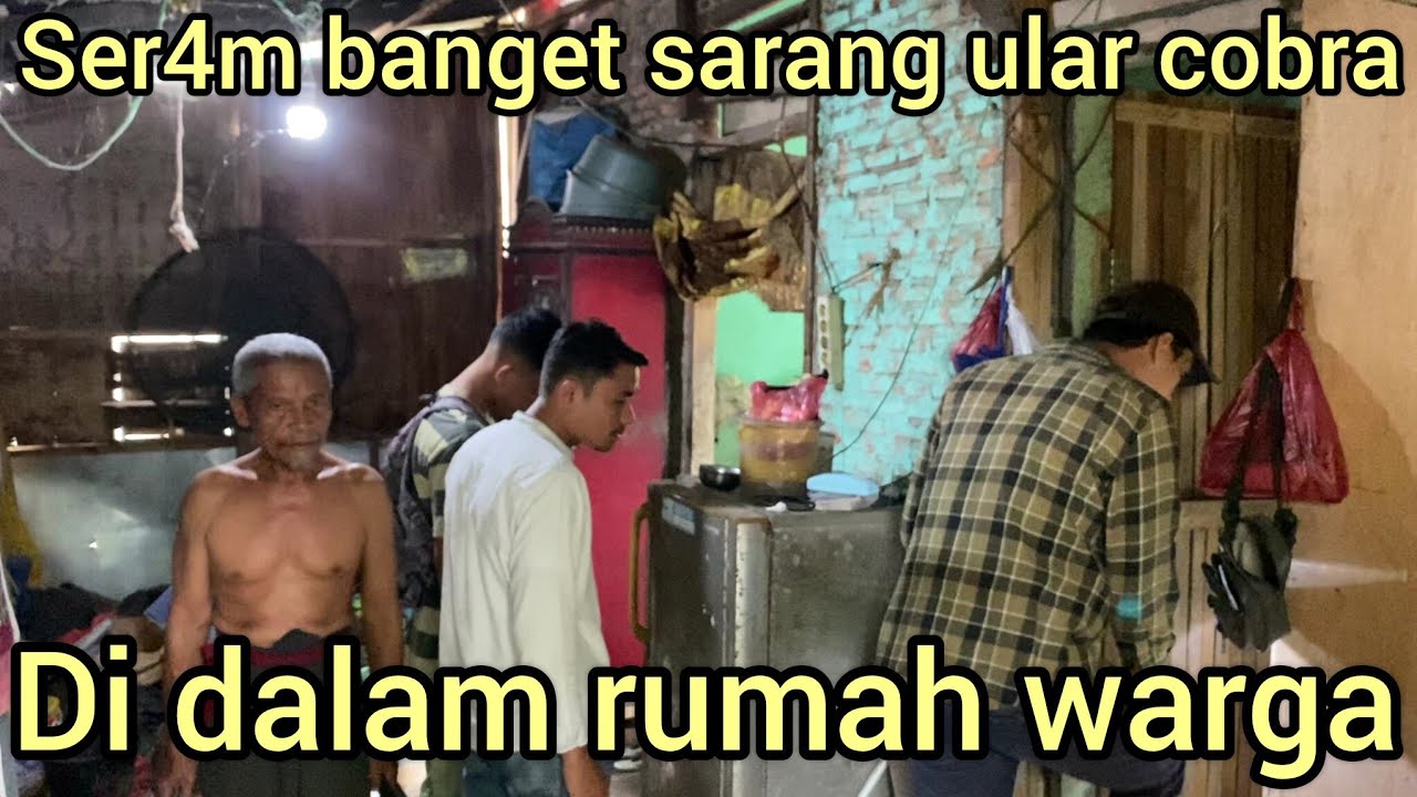 DI LUAR NAL4R RUMAH WARGA JADI SARANG ULAR COBRA,KEMARIN ADA YANG MAT1 DI GIG1T