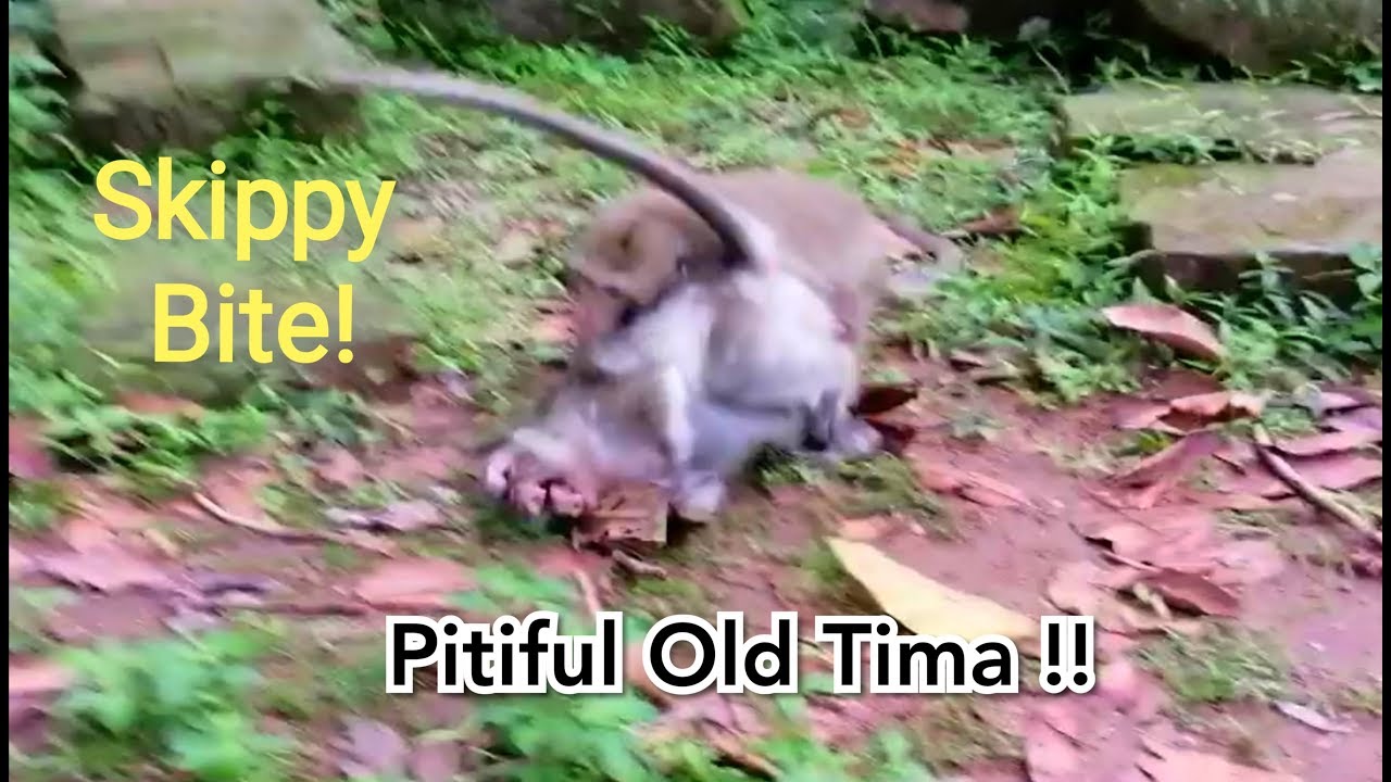 Terrify Fighting!, Millions Pity Alpha Monkey Tima Was Fight By New King Skippy,Tima Cry Very Loudly