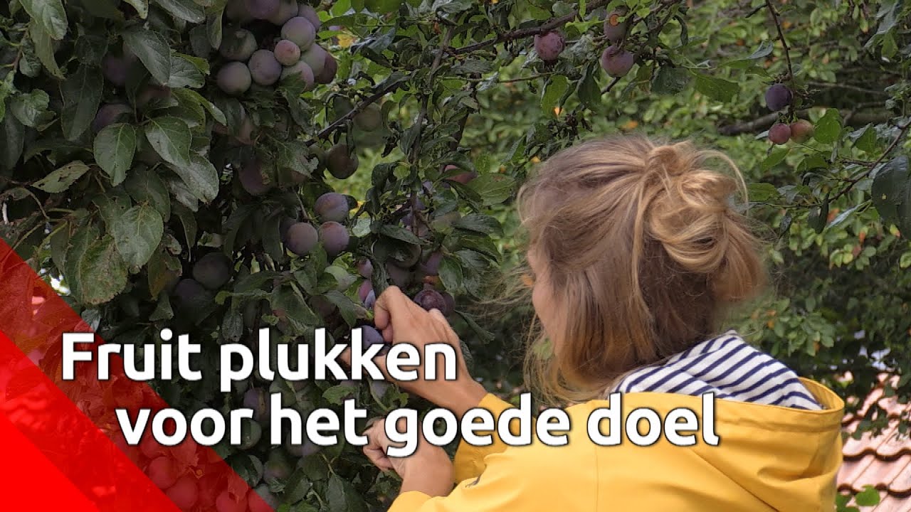 Rosemarijn plukt fruitbomen in andermans tuinen leeg, maar met een goede reden