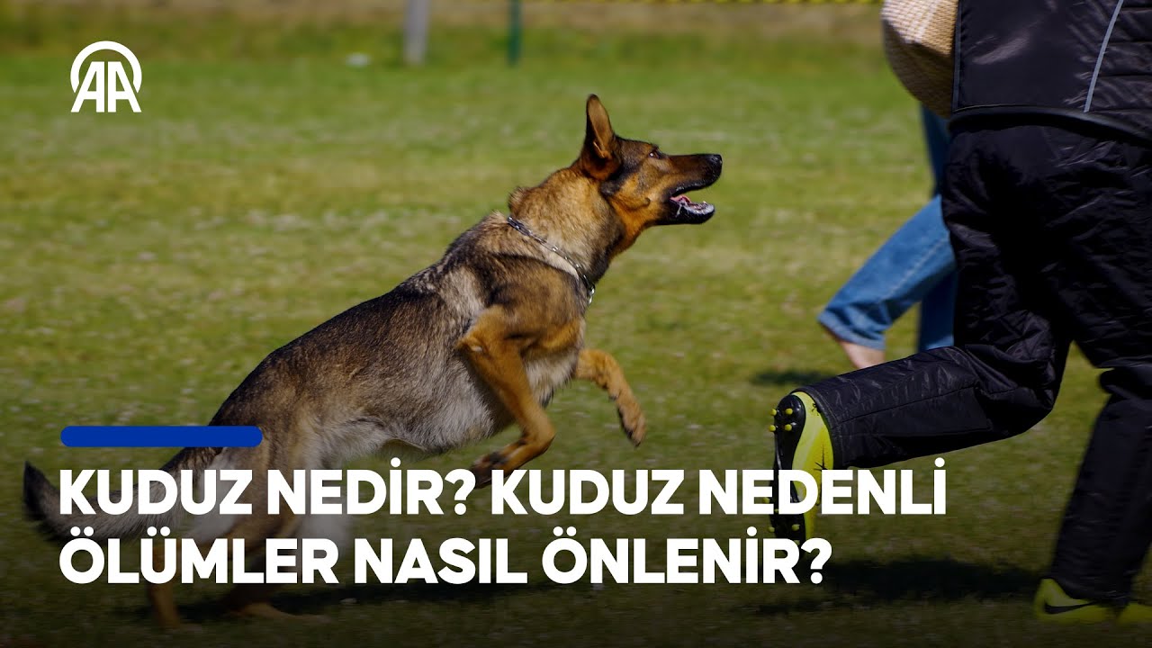 Uzmanı anlatıyor | Kuduz nedir? | İlk müdahale nasıl olmalı?
