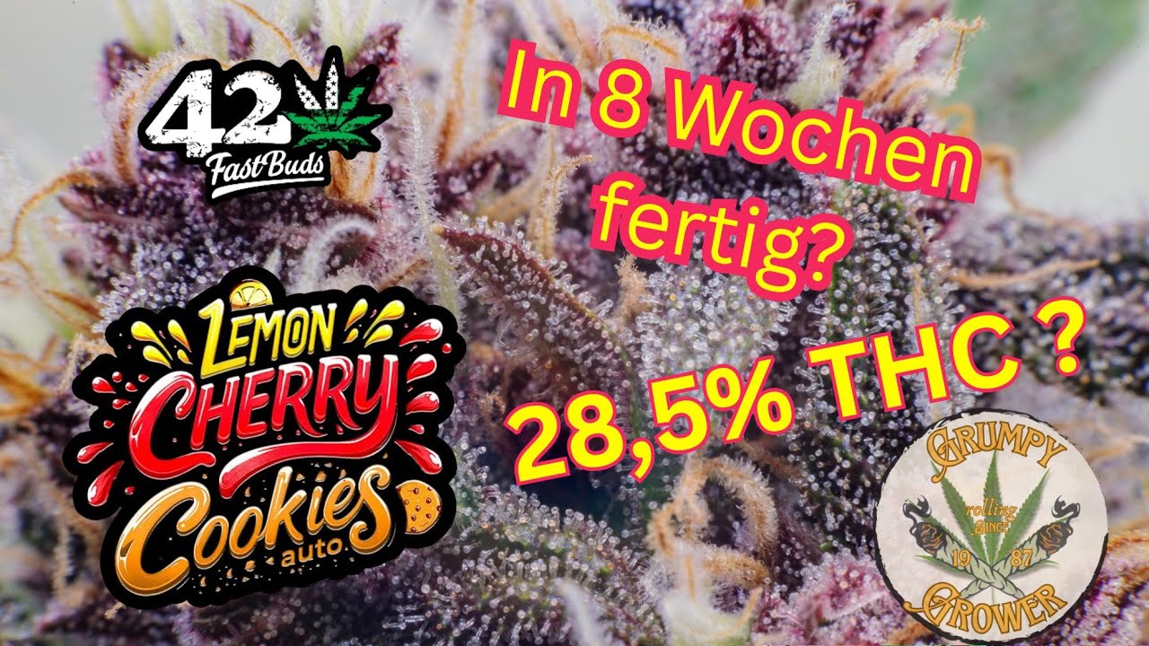 Lemon Cherry Cookies Auto von 420FB - K&ouml;nnen die was? Fertig in 8 Wochen? Let's have a look!