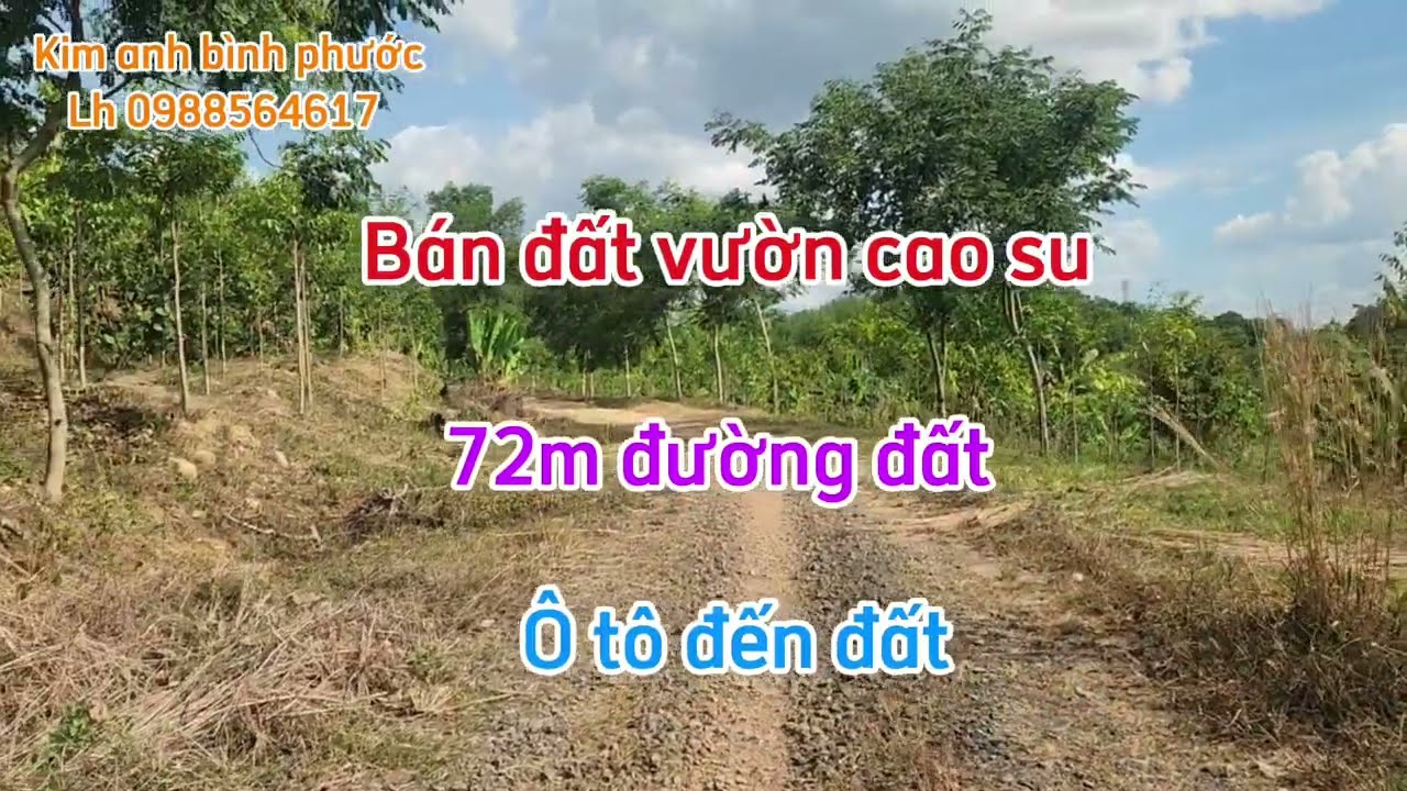 Bán đất vườn cao su dt 9 sào giá 1ty250trieu xã đồng tâm đồng phú bình phước cũ lh 0988564617 
