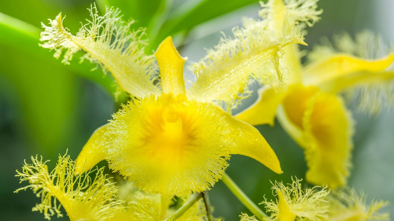 Episode 32 Three beautiful Dendrobiums and some updates on some orchids featured in previous videos