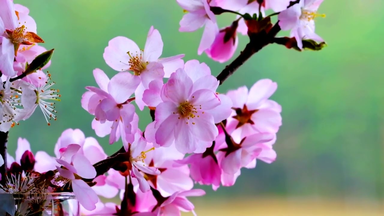 Beautiful nature video HD | सुंदर प्रकृति वीडियो | free video background music | Natural Basic 4K