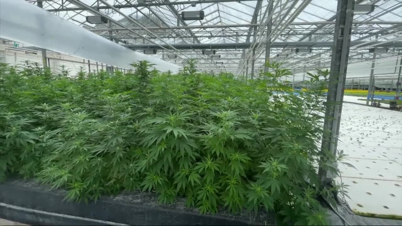 Local greenhouse getting ready to grow marijuana