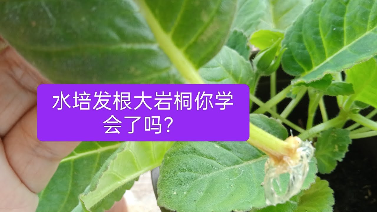 用水培发根大岩桐叶片，枝条，你学会了吗？