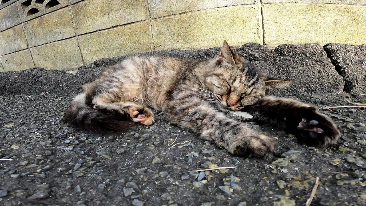 【田代島】【猫島】道路の脇で睡魔に負けて寝てしまった野良猫