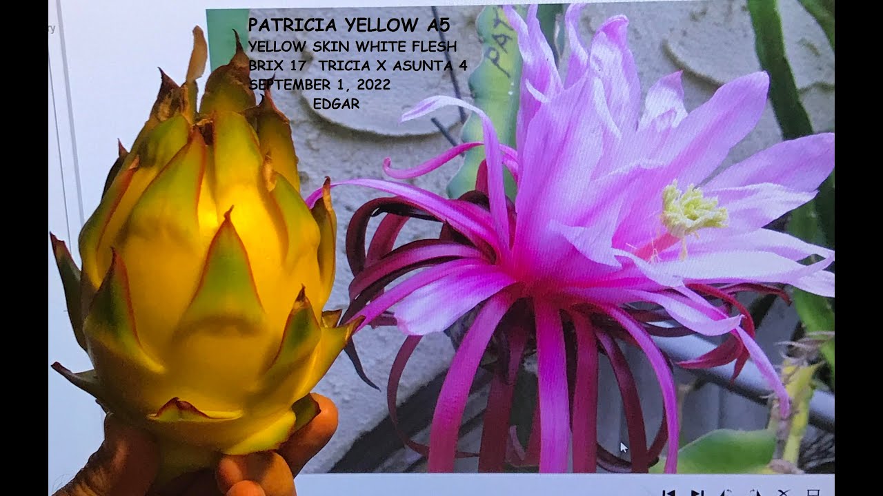 Patricia Asunta 5 Flower
