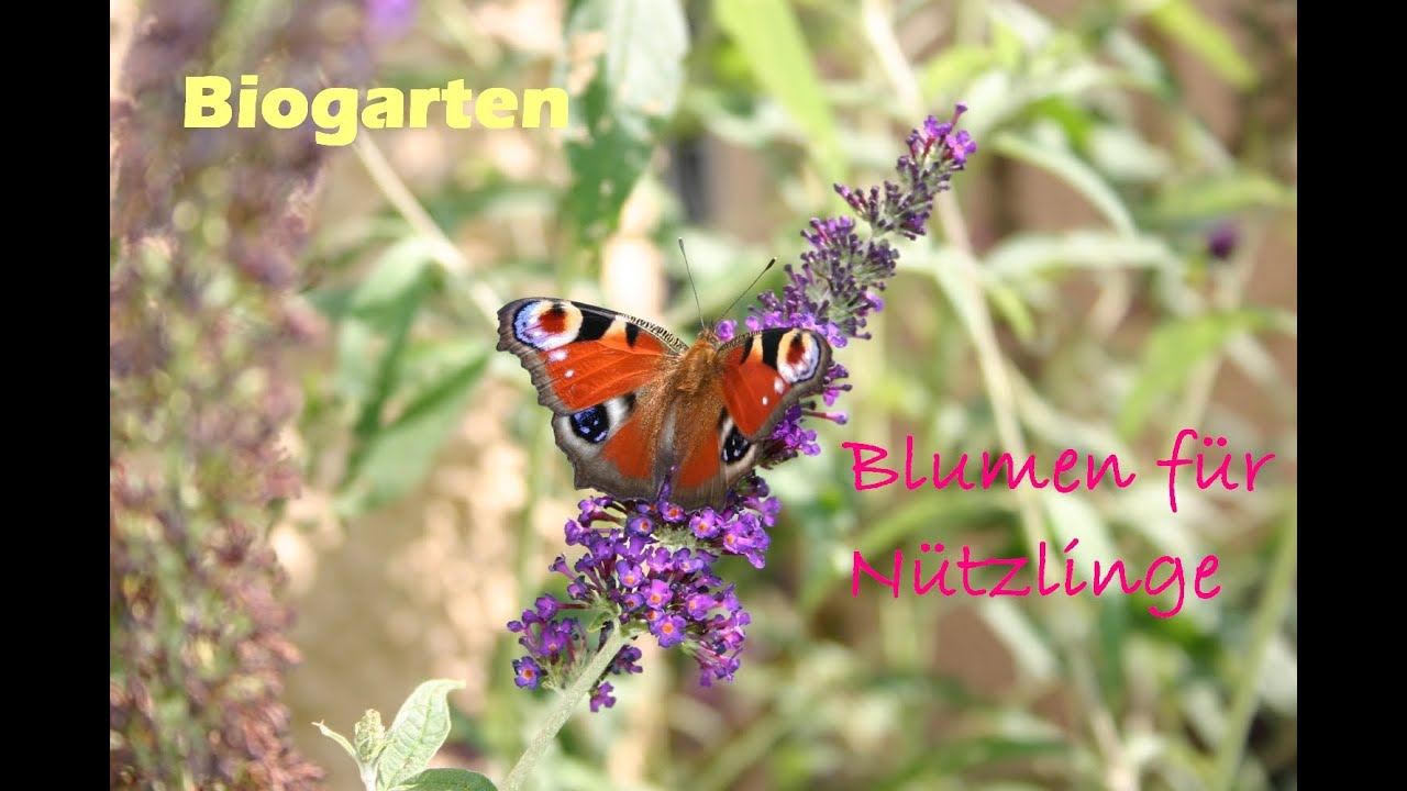 N&uuml;tzlinge an Blumen im Garten und auf dem Balkon