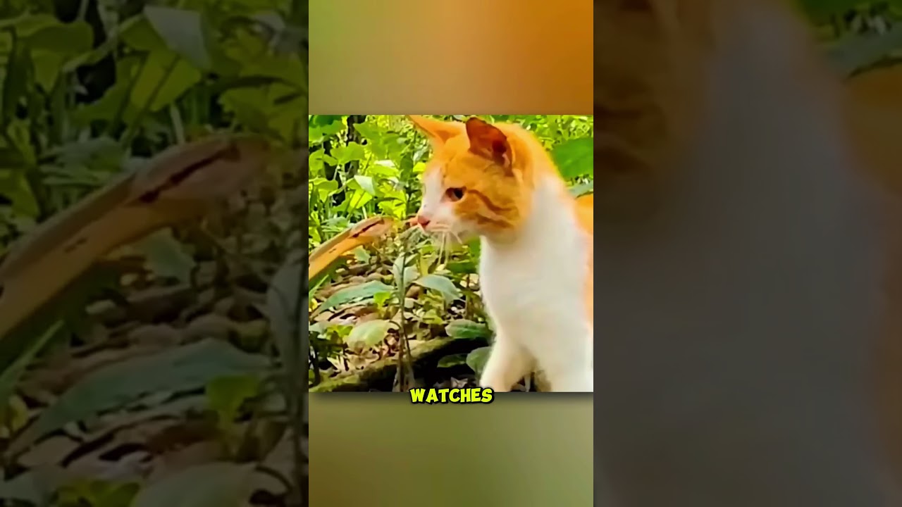 Cat vs. Snake: The Reflex Battle You Won&rsquo;t Believe!