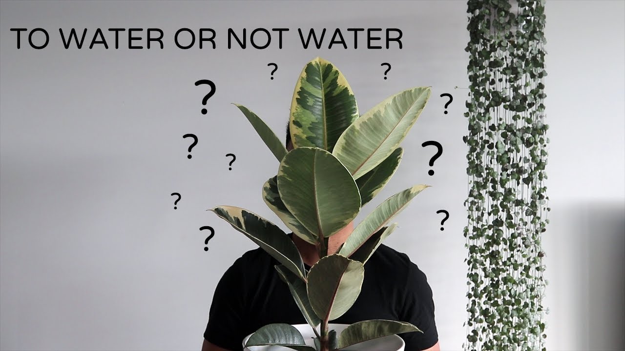 Watering Houseplants | When and How Much Water