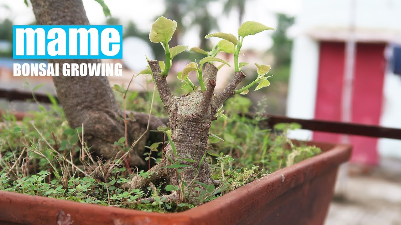 Mame Bonsai: Making & Repotting Mame Bonsai from Cuttings
