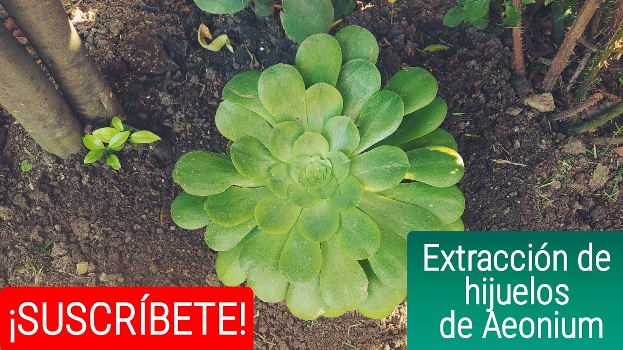 Aeonium arboreum | extracción de hijuelos | El jardín de mis amores