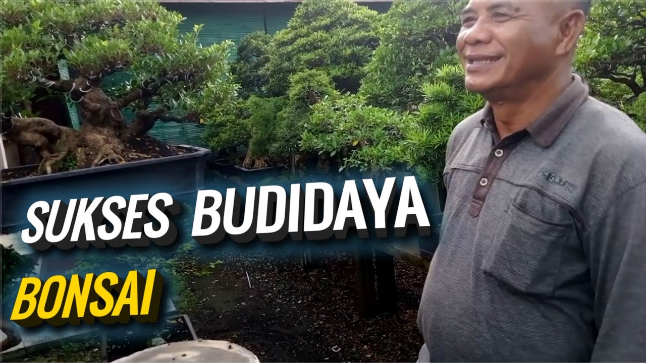 BUDIDAYA BONSAI NATURAL ‼️😎 BAPAK JOKO WINARSO