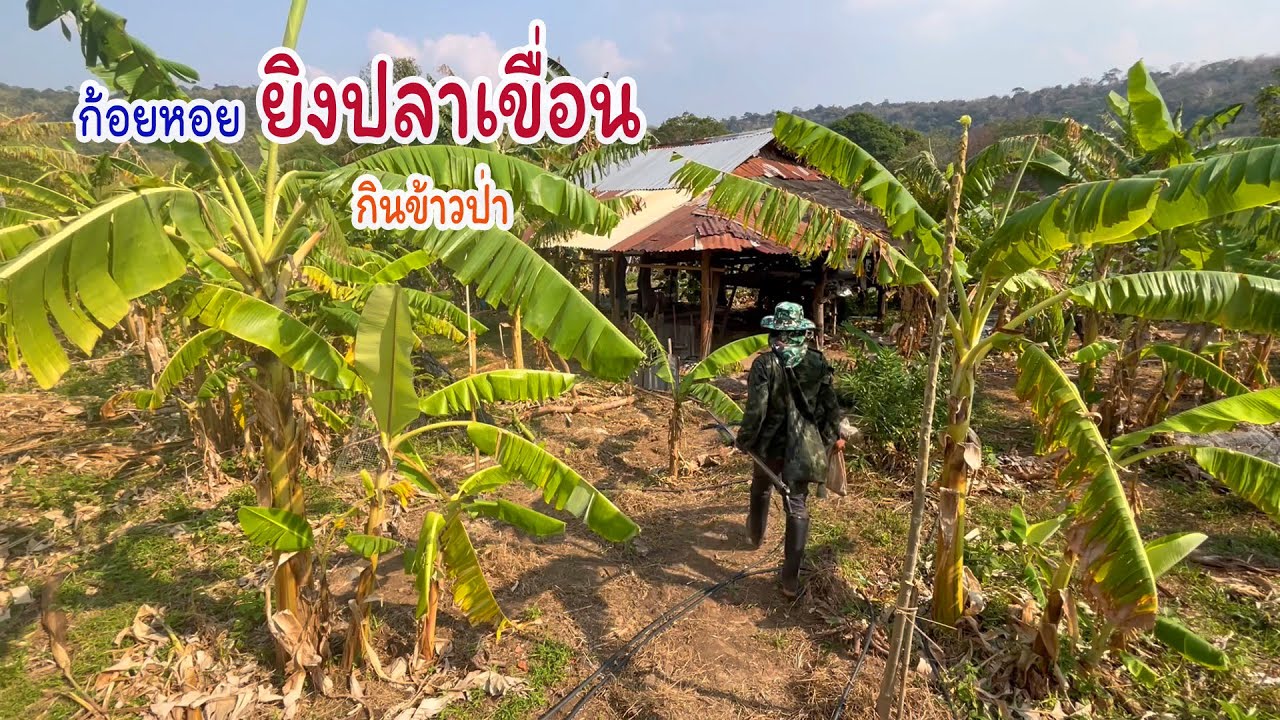 ก้อยหอยยิงปลากินข้าวป่า ริมเขื่อน