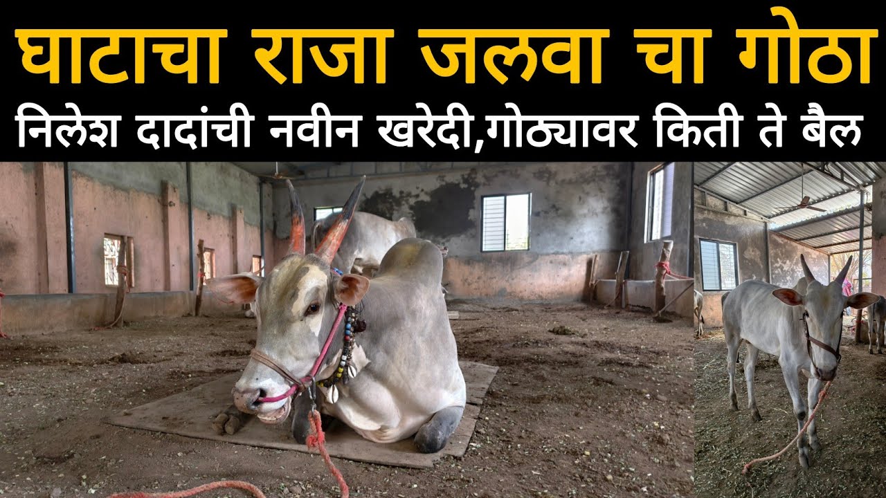घाटाचा राजा जलवा च्या गोठ्यावर | निलेश दादाची नवीन खरेदी, गोठ्यावर किती ते बैल 