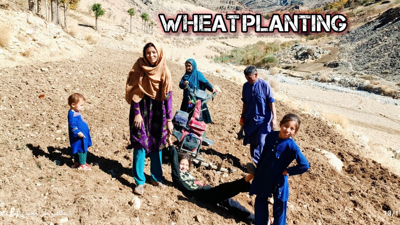 Planting Wheat With My Family | Village Life in Afghanistan