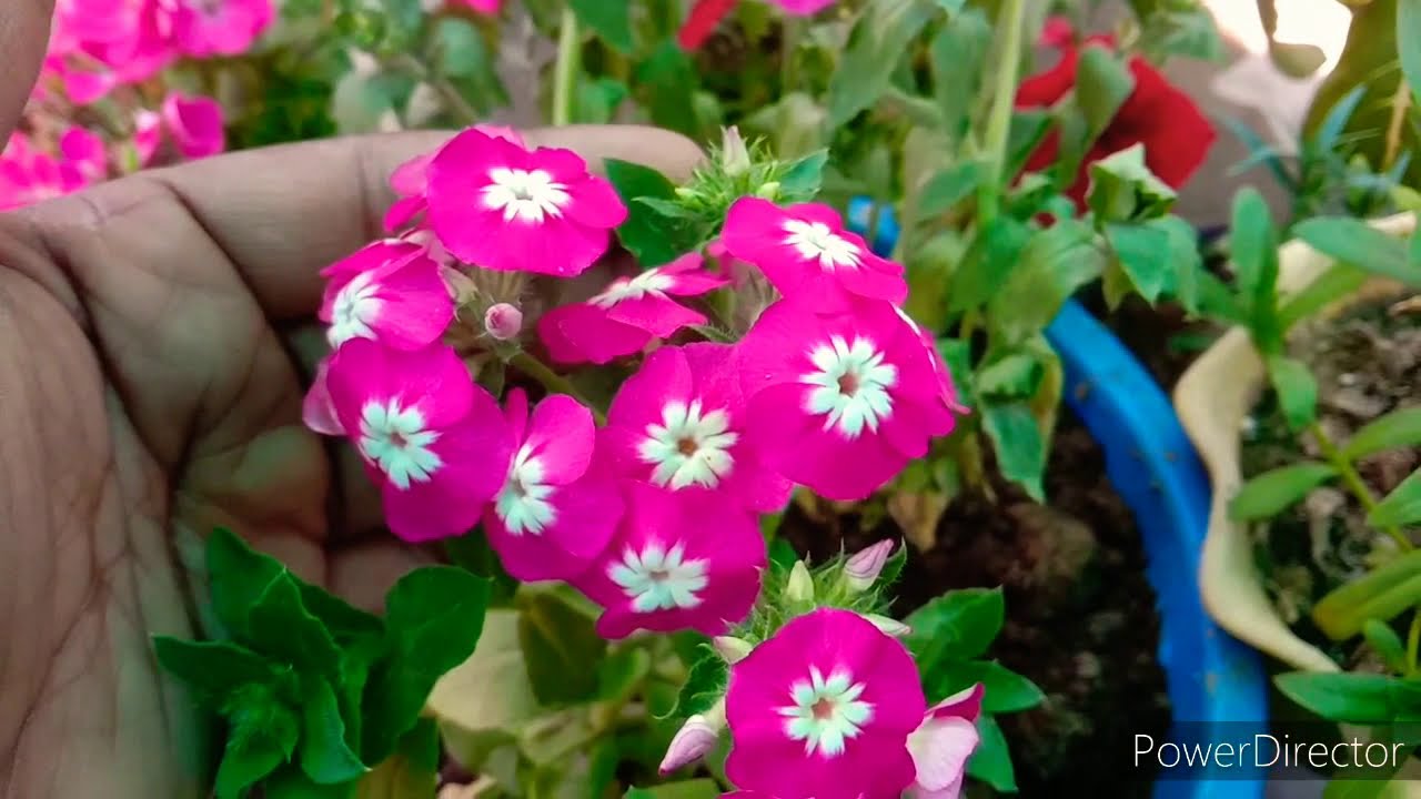 How to grow and care phlox flower plant in winter care tips
